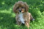 Kruising poedel Cavapoo, Maltipoo,cockapoo,labradoodle pup, Dieren en Toebehoren, Honden | Niet-rashonden, 8 tot 15 weken, Buitenland