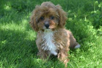 Kruising poedel Cavapoo, Maltipoo,cockapoo,labradoodle pup beschikbaar voor biedingen