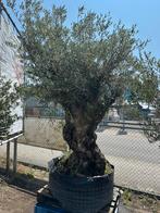 Grote dikke bonsai olijfboom. AANBIEDING, Tuin en Terras, Planten | Bomen, 100 tot 250 cm, Olijfboom, Zomer, Ophalen