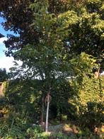 Walnotenboom, Ophalen, Lente, Volle zon, Walnotenboom