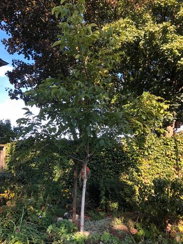 Walnotenboom beschikbaar voor biedingen