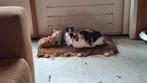 Drie mooie kittens, Meerdere dieren