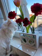 2 katten herplaatsers (langharig), Dieren en Toebehoren, Katten en Kittens | Raskatten | Langhaar, Meerdere dieren, Gechipt