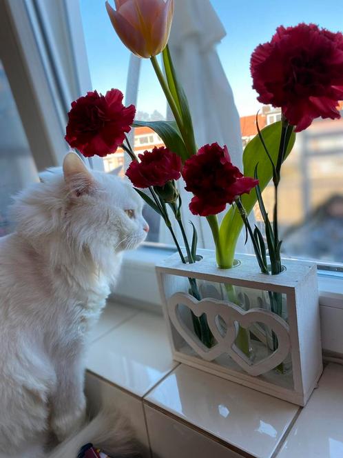 2 katten herplaatsers (langharig), Dieren en Toebehoren, Katten en Kittens | Raskatten | Langhaar, Meerdere dieren, Gechipt, Ontwormd