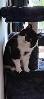 Goed huis gezocht voor 100% brits korthaar kater met stamboo, Dieren en Toebehoren, Katten en Kittens | Raskatten | Korthaar, Kater