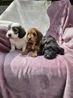 Boomer pups, Dieren en Toebehoren, Honden | Chihuahua's en Gezelschapshonden, Nederland, Overige rassen, 8 tot 15 weken, Meerdere