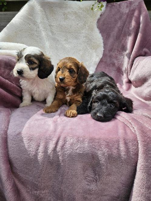 Boomer pups, Dieren en Toebehoren, Honden | Chihuahua's en Gezelschapshonden, Meerdere dieren, Overige rassen, Fokker | Professioneel