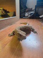 Steppevaraan / Varanus exanthematicus, Ophalen, Zo goed als nieuw, Terrarium of Paludarium