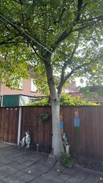 Walnotenboom brandhout gratis meenemen, Ophalen, Herfst, Halfschaduw, Overige soorten