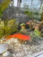 Goudvis met aquarium, Ophalen, Zo goed als nieuw