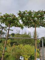 Moeraseik Dakvorm - Leiboom, Bloeit niet, 100 tot 250 cm, Dakboom, Ophalen