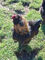 Haan Zijdehoender/ Cochin, Dieren en Toebehoren, Mannelijk, Kip