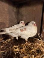 Nestkoppel sierduiven, Dieren en Toebehoren, Vogels | Duiven, Meerdere dieren, Overige soorten