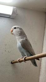 Agapornis/dwergapegaai, Geslacht onbekend, Dwergpapegaai of Agapornis