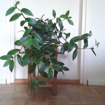 Tradescantia red hill met grote bladeren - hangplant  beschikbaar voor biedingen