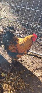 Orpington haan, Dieren en Toebehoren, Pluimvee, Mannelijk, Kip