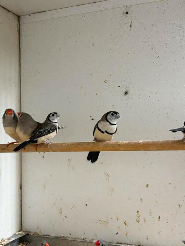 In / verkoop verschillende soorten vogels, Dieren en Toebehoren, Vogels | Overige Vogels, Meerdere dieren