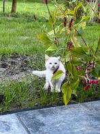 Mooie speelse kittens, Dieren en Toebehoren, Katten en Kittens | Overige Katten, Meerdere dieren, 0 tot 2 jaar