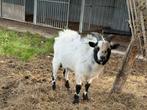 Dwergbok, Dieren en Toebehoren, Schapen, Geiten en Varkens, Mannelijk, Geit