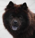 Chow Chow Mini Chow Teddy dog, Dieren en Toebehoren, Parvo, Overige rassen, 8 tot 15 weken, Meerdere