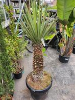 Yucca Palm in Pot, Overige soorten, Volle zon, Vaste plant, Ophalen of Verzenden