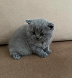 Britse Korthaar Kitten, Dieren en Toebehoren, Katten en Kittens | Raskatten | Korthaar, Poes, Ontwormd, 0 tot 2 jaar