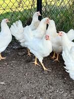 Witte leghennen, Vrouwelijk, Kip