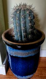 Kunstcactus met pot - 25 cm hoog, Huis en Inrichting, Woonaccessoires | Kunstplanten en Kunstbloemen, Ophalen, Zo goed als nieuw