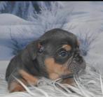 Old English bulldog puppy's, Dieren en Toebehoren, Honden | Bulldogs, Pinschers en Molossers, België, Rabiës (hondsdolheid), 8 tot 15 weken