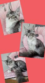 Maine coon- wegens annulering poesje met stambom, Dieren en Toebehoren, Meerdere dieren, Gechipt, 0 tot 2 jaar