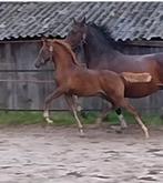 NRPS D pony HENGSTVEULEN, Dieren en Toebehoren, Pony's, Hengst, Niet van toepassing, Dressuurpony, 0 tot 2 jaar