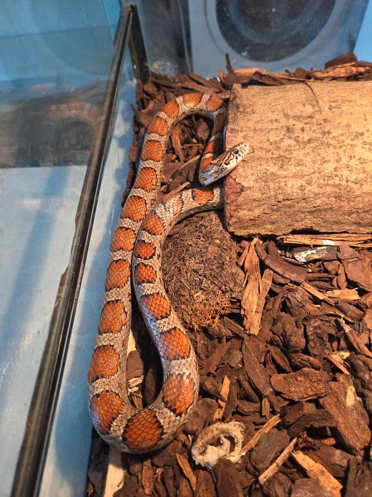 Korenslang inclusief gebruikt terrarium, Dieren en Toebehoren, Reptielen en Amfibieën, Slang, 7 tot 10 jaar, Met terrarium