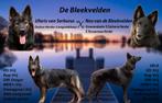 Nestaankondiging duitse/belgische/witte herder kruising, Dieren en Toebehoren, Honden | Herdershonden en Veedrijvers, Meerdere