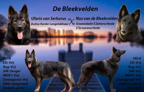 Nestaankondiging duitse/belgische/witte herder kruising, Dieren en Toebehoren, Honden | Herdershonden en Veedrijvers, Meerdere dieren