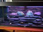 Te koop aquarium met veel extra's., Dieren en Toebehoren, Ophalen, Zo goed als nieuw, Gevuld zoetwateraquarium