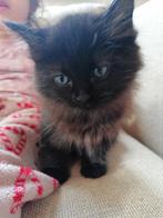 Kittens ragdoll, Dieren en Toebehoren, Katten en Kittens | Raskatten | Langhaar, Meerdere dieren, Ontwormd