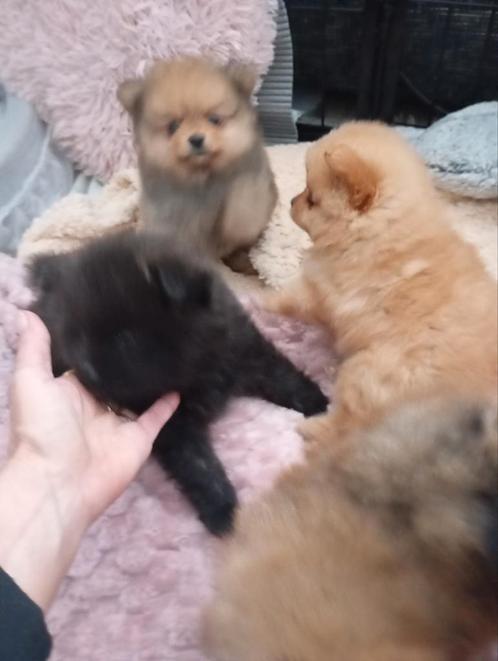 Pom, Dieren en Toebehoren, Katten en Kittens | Raskatten | Langhaar, Meerdere dieren, Gechipt, Ontwormd, Ingeënt
