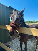 Verzorgpaard gezocht bijrijder aangeboden, Dieren en Toebehoren, Paarden en Pony's | Verzorgingsproducten, Ophalen of Verzenden