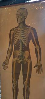 Oude schoolplaat menselijk skelet, Natuur en Biologie, Ophalen