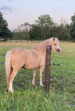 4 jarige Welsh a merrie en jaarling merrie, Dieren en Toebehoren, Merrie, A pony (tot 1.17m), Gechipt, 3 tot 6 jaar