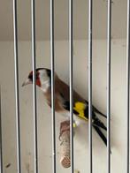 Majorputter, Dieren en Toebehoren, Vogels | Overige Vogels, Mannelijk, Wildzangvogel, Geringd