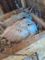 Jonge diamant duifjes, Dieren en Toebehoren, Vogels | Duiven, Geslacht onbekend, Overige soorten