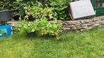 Biologische selderij plantjes, Tuin en Terras, Planten | Tuinplanten, Ophalen, Volle zon, Groenteplanten, Eenjarig