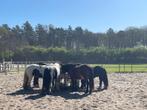 Vrijwilliger gezocht bij stichting met paarden, Variabele uren, Overige niveaus, Overige vormen