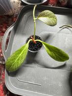 Hoya pakket 2, Huis en Inrichting, Verzenden, Halfschaduw, Minder dan 100 cm