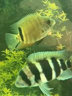 Heros severum, Vis, Zoetwatervis, Schoolvis