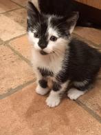 Lieve, tamme kittens, Dieren en Toebehoren, Katten en Kittens | Overige Katten, Meerdere dieren