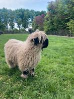 Walliser schwarznase rammen, Mannelijk, Schaap, 0 tot 2 jaar