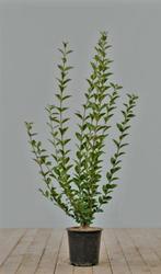 Groenblijvende liguster planten te koop aangeboden, Tuin en Terras, Planten | Struiken en Hagen, Ophalen, Liguster, Minder dan 100 cm