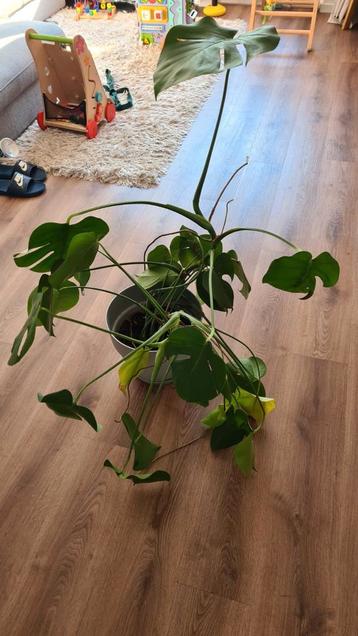Gratis Monstera Plant (zonder pot) beschikbaar voor biedingen